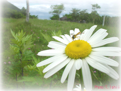 アンチエイジング（抗加齢療法）